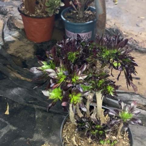 黑法缀多肉植物又伤006