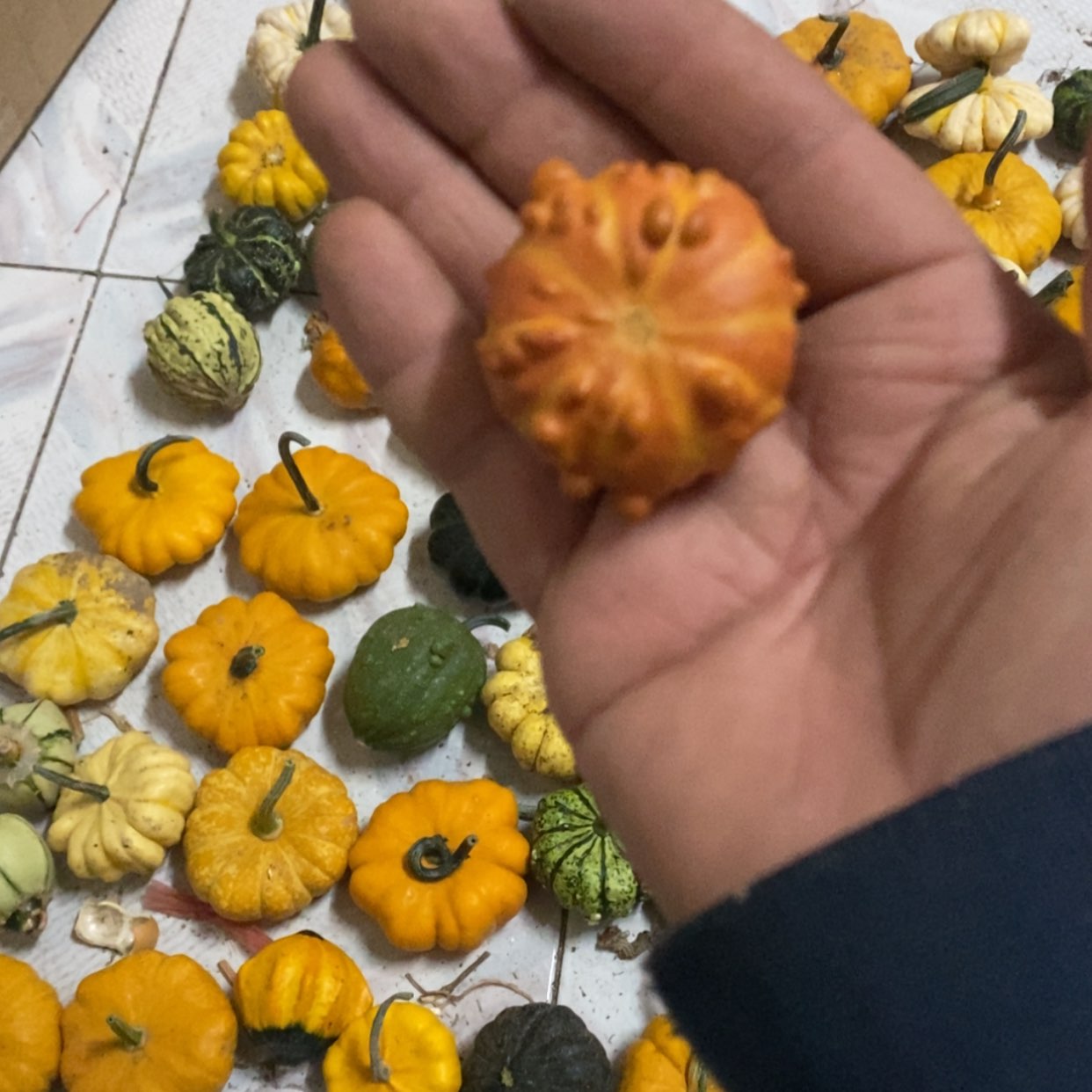 【闪购商品】墨西哥七彩葫芦文玩葫芦