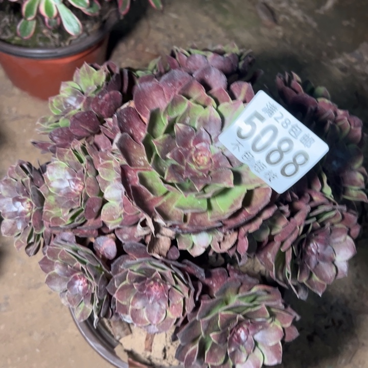 天***织5088花月夜多肉植物法师
