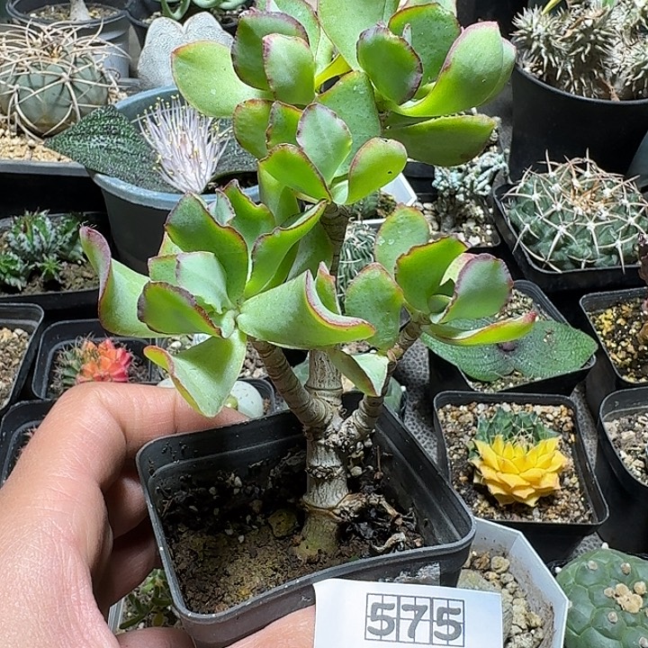 575海带花月脱土发货