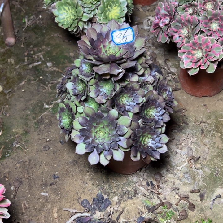 多肉植物桃花石36