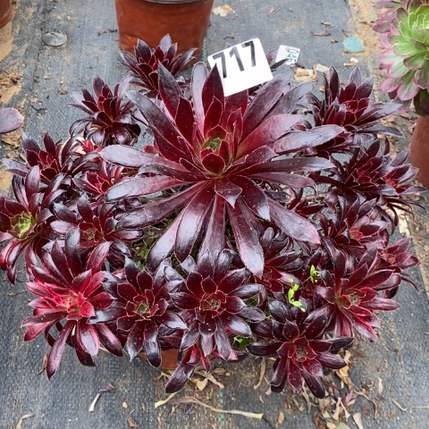 孔雀锦多肉植物法师不包损