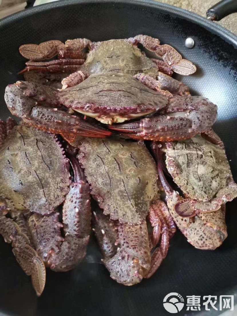 黑蟹/金刚蟹 直播现称 顺风包鲜到家