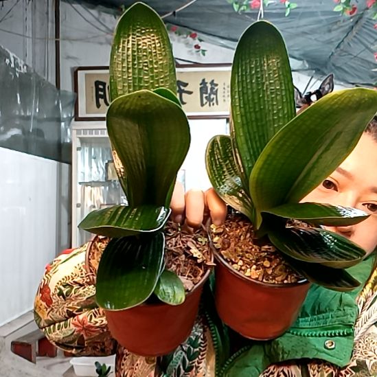 茕***萌萌哥福利花两个39