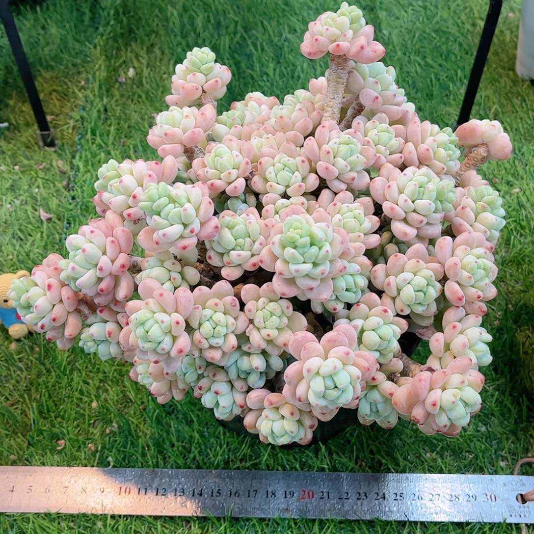 韩版樱花罗琦多肉