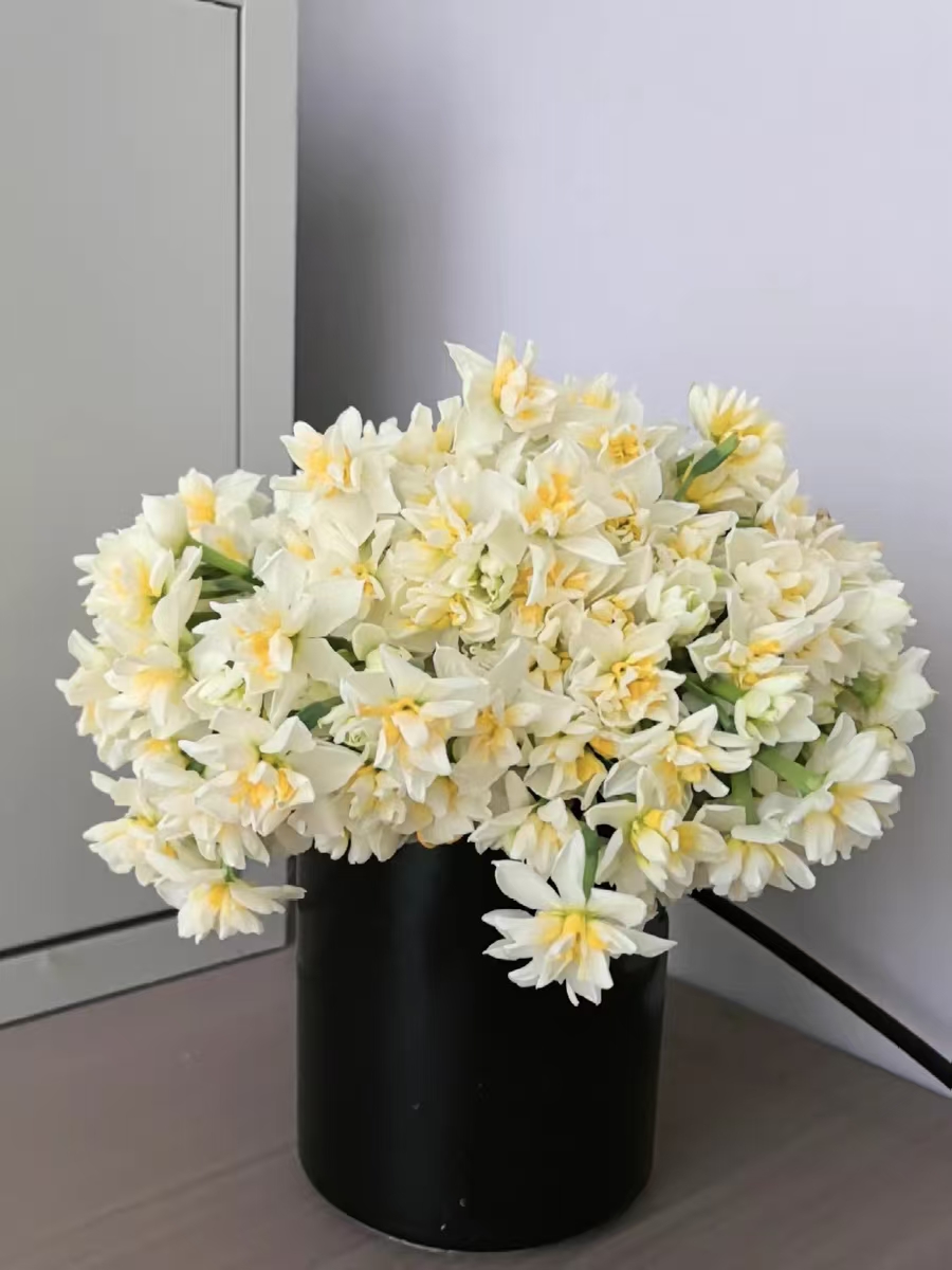 鲜切花现摘现发水仙花冬季开花室内鲜切花清香