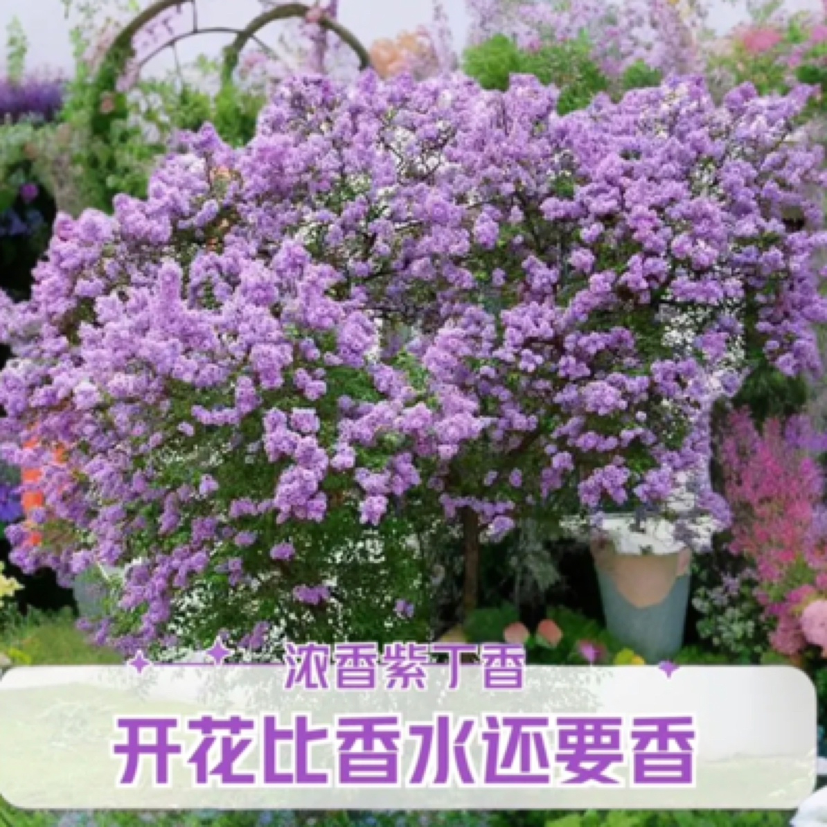 拍一发100棵，丁香小苗