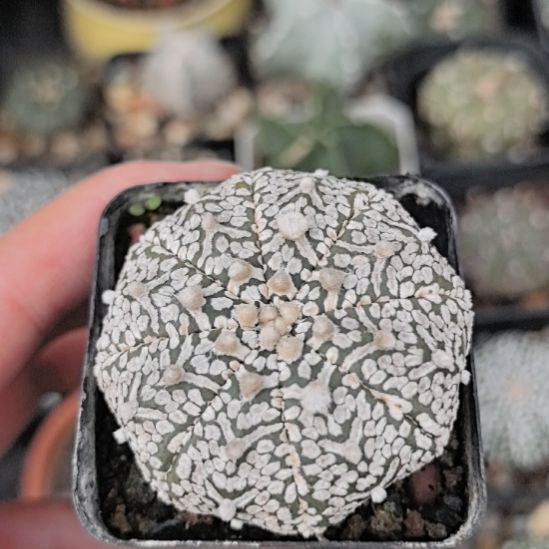 实生v兜直径4.5带盆土