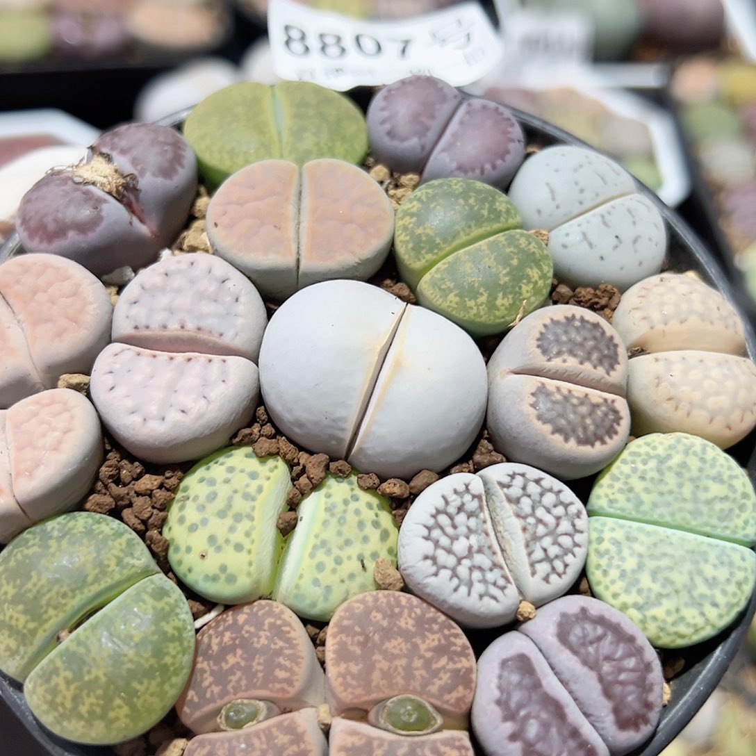 8807 好养易活生石花花大母本9cm盆