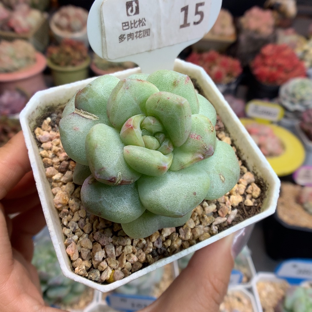 15新年快乐冰玉石化