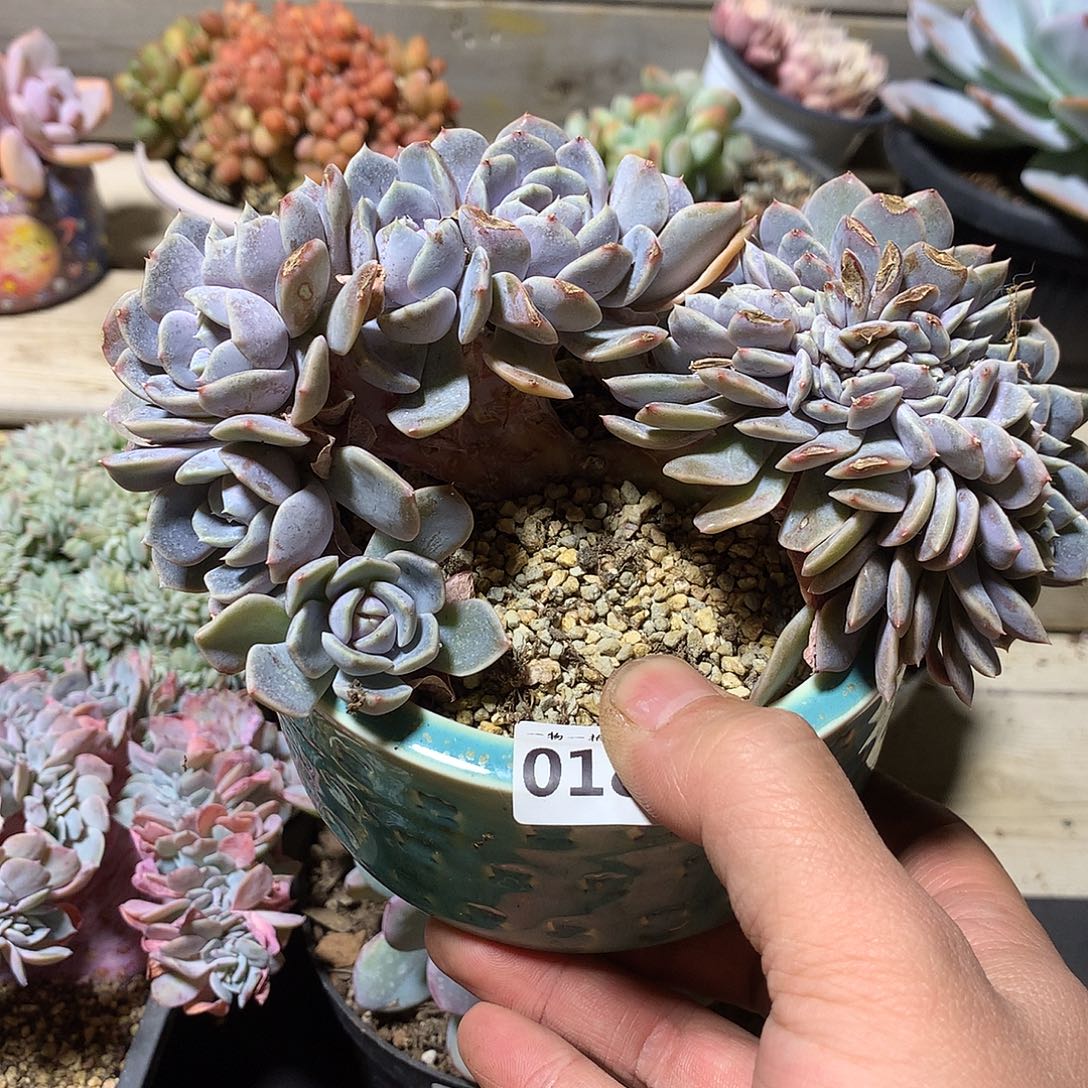 180汉堡缀一颗16厘米