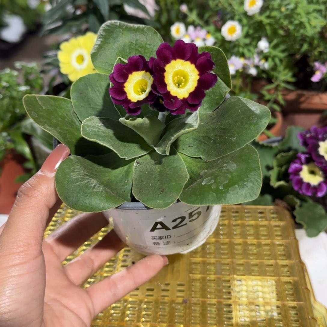 一物一拍耳叶报春A257