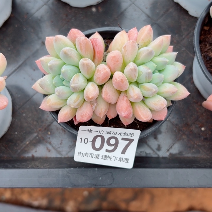 星空美人多肉无盆土发货多