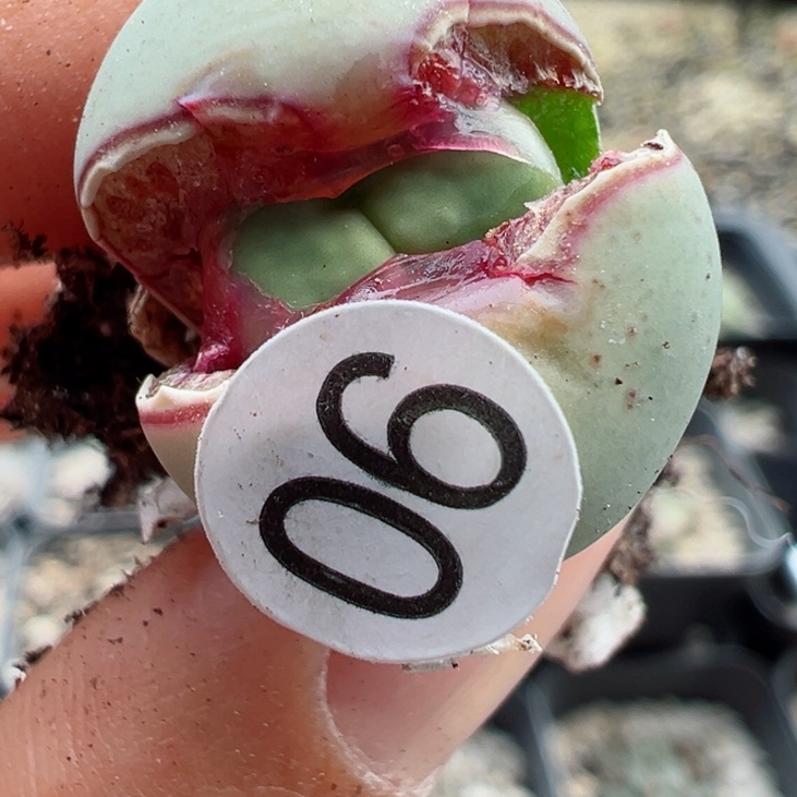 90号111111111111111