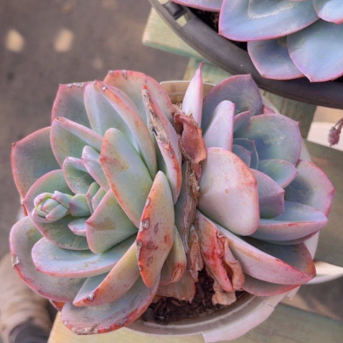 【闪购商品】布鲁蓝04181