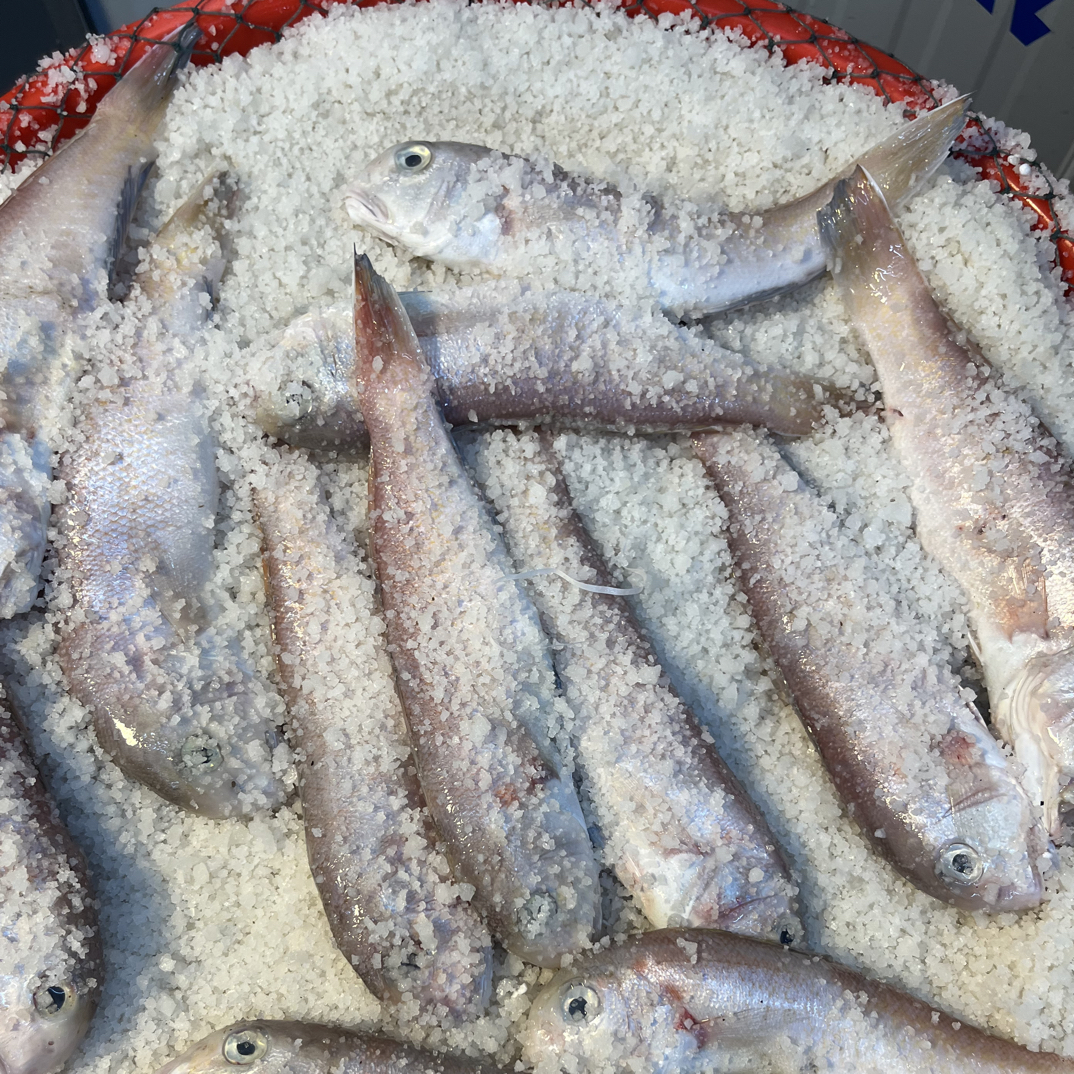 广东本港就船咸鱼（咸马头）咸香咸香