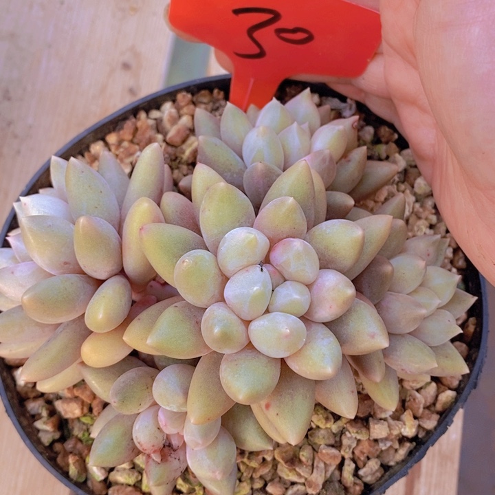 沐*在家里面吃饭的话