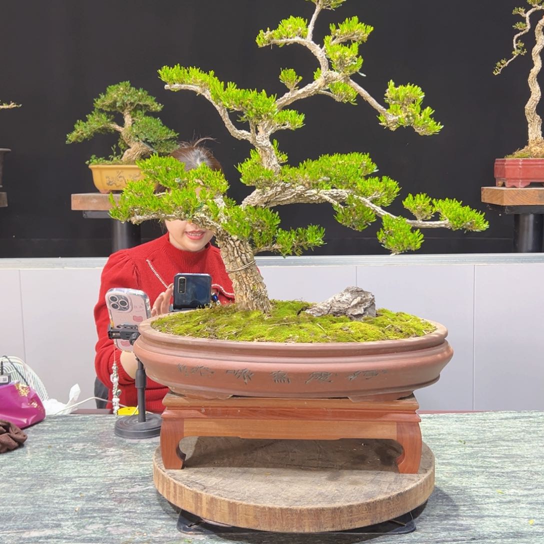 四季常青老桩黄杨盆景