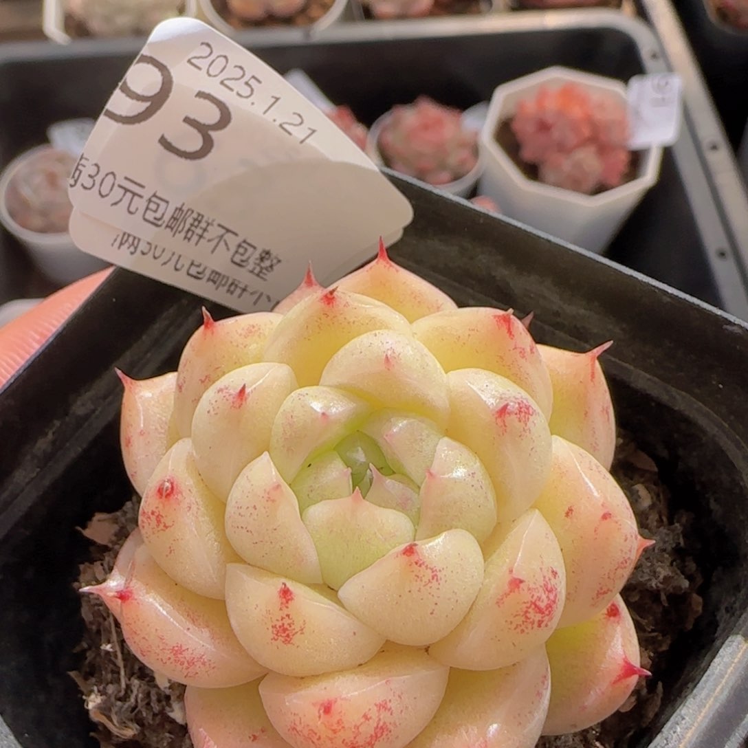 睫毛麦秆单头一颗脱土