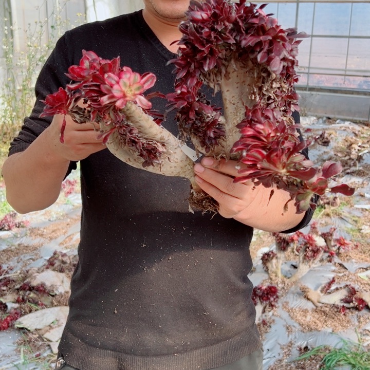 丽娜醉话24号多肉法师