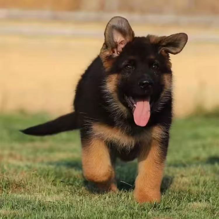 （嘉佑德牧）T狗狗活体