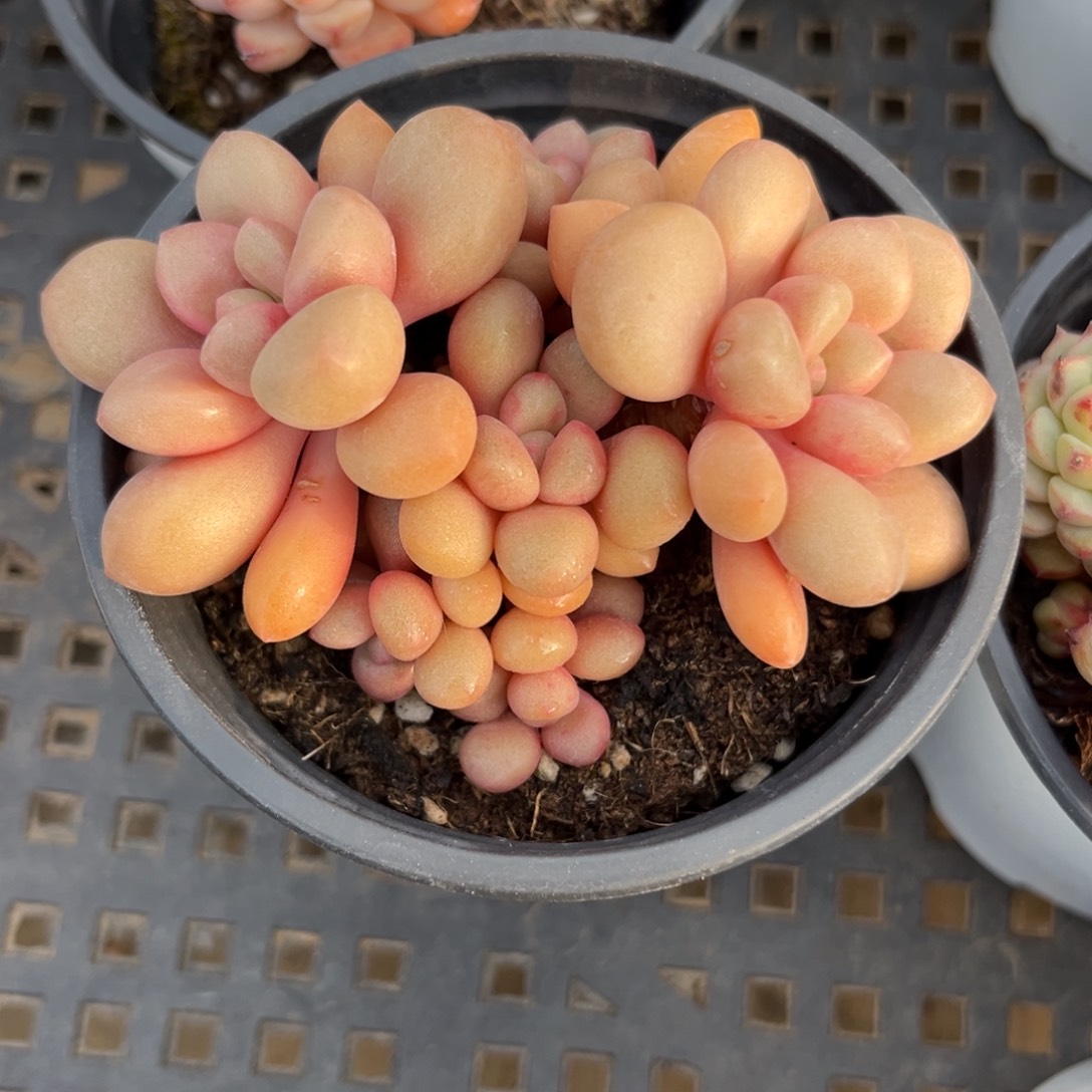 先锋派多肉植物的故事