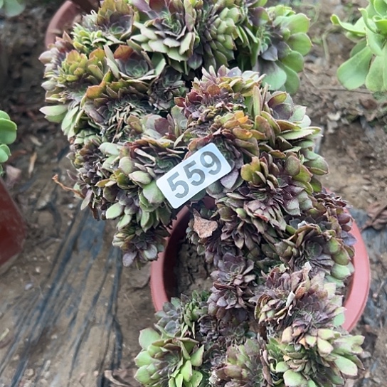 淼***场多肉植物一个万追