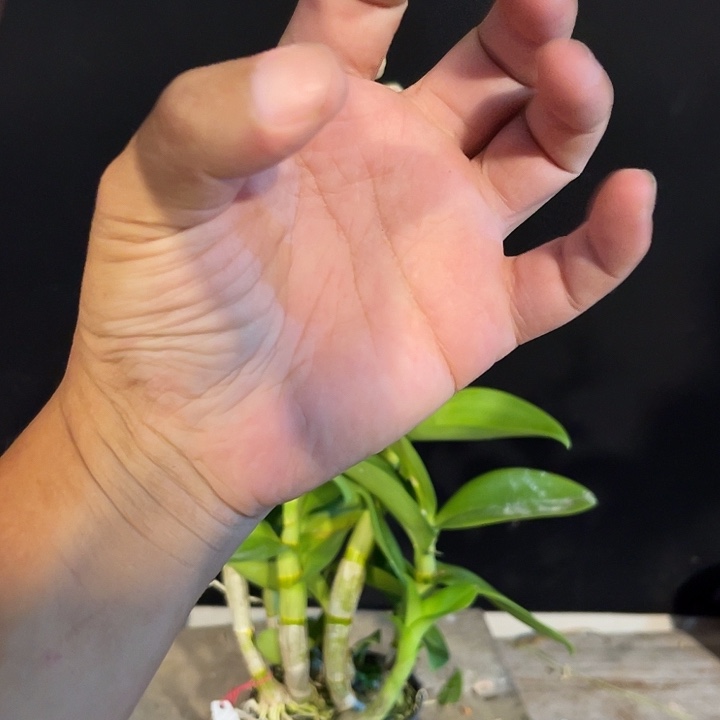 当前无花朵，栽培后可花朵抖音中奖1254