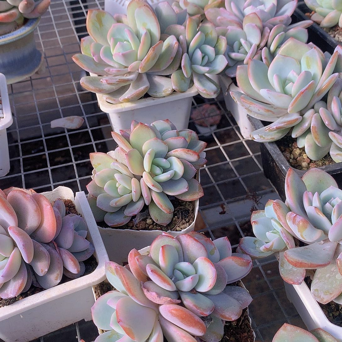 三头奶茶3457788999990000