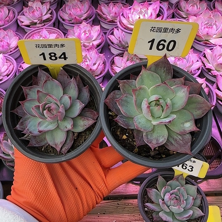 繁****184，160 惊鸿仙子多肉植物6-9cm