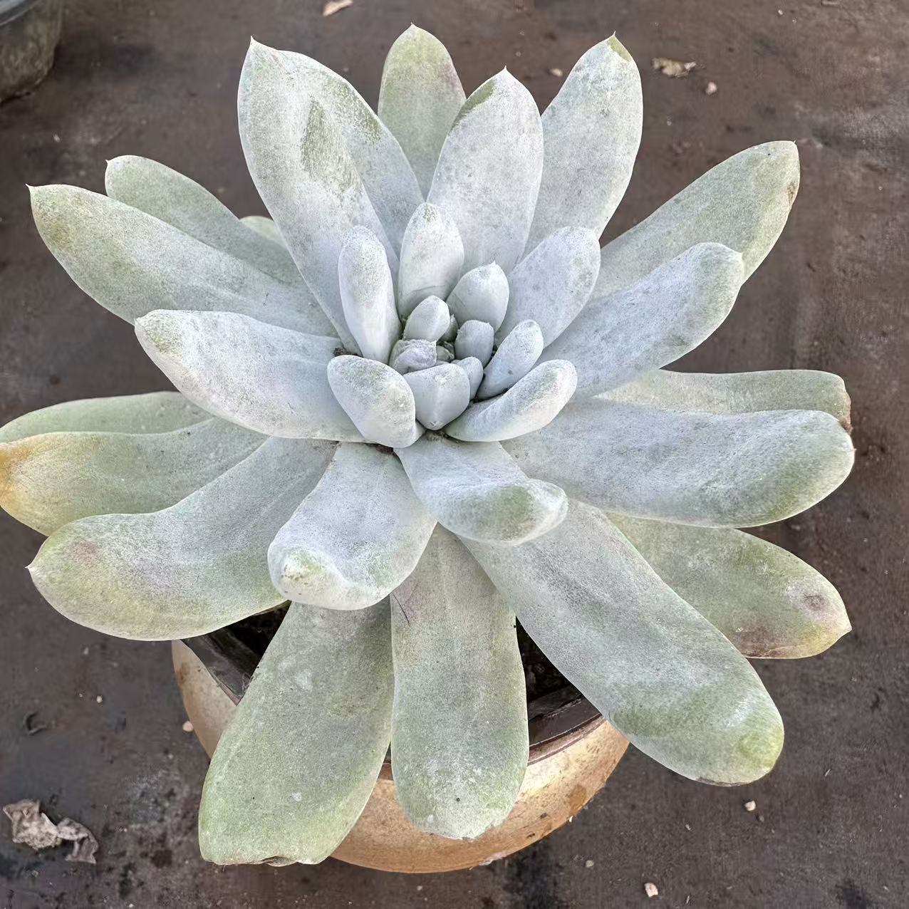 【拇指仙女杯】 多肉植物 绿植盆栽