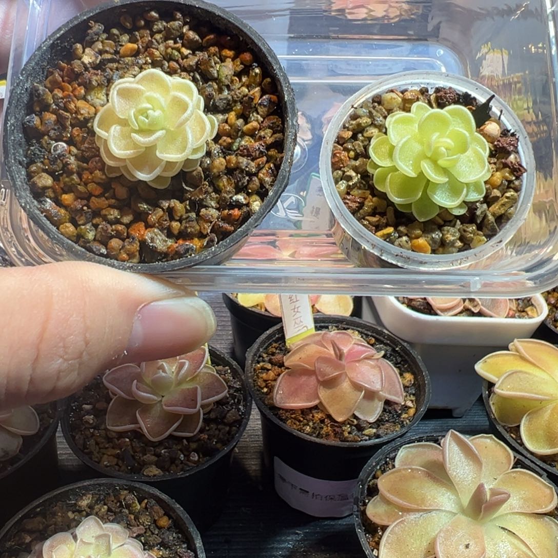 L***I捕虫堇脱土发爱丝2颗2680