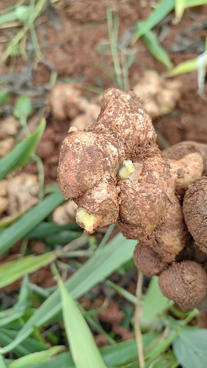 正宗云南小黄姜母姜个头小碎煲汤养生