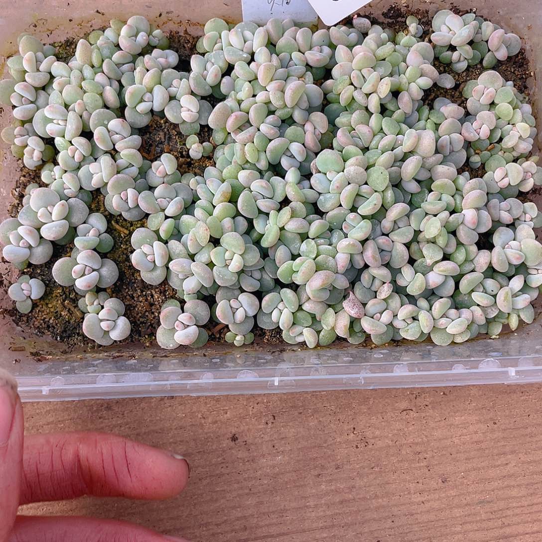 B****多肉植物多肉植物96