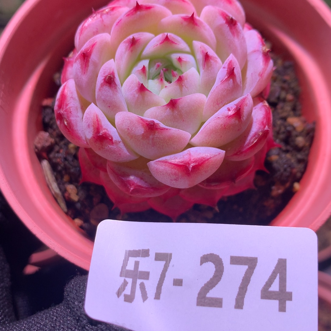 乐然 7-274 薄荷冰沙 