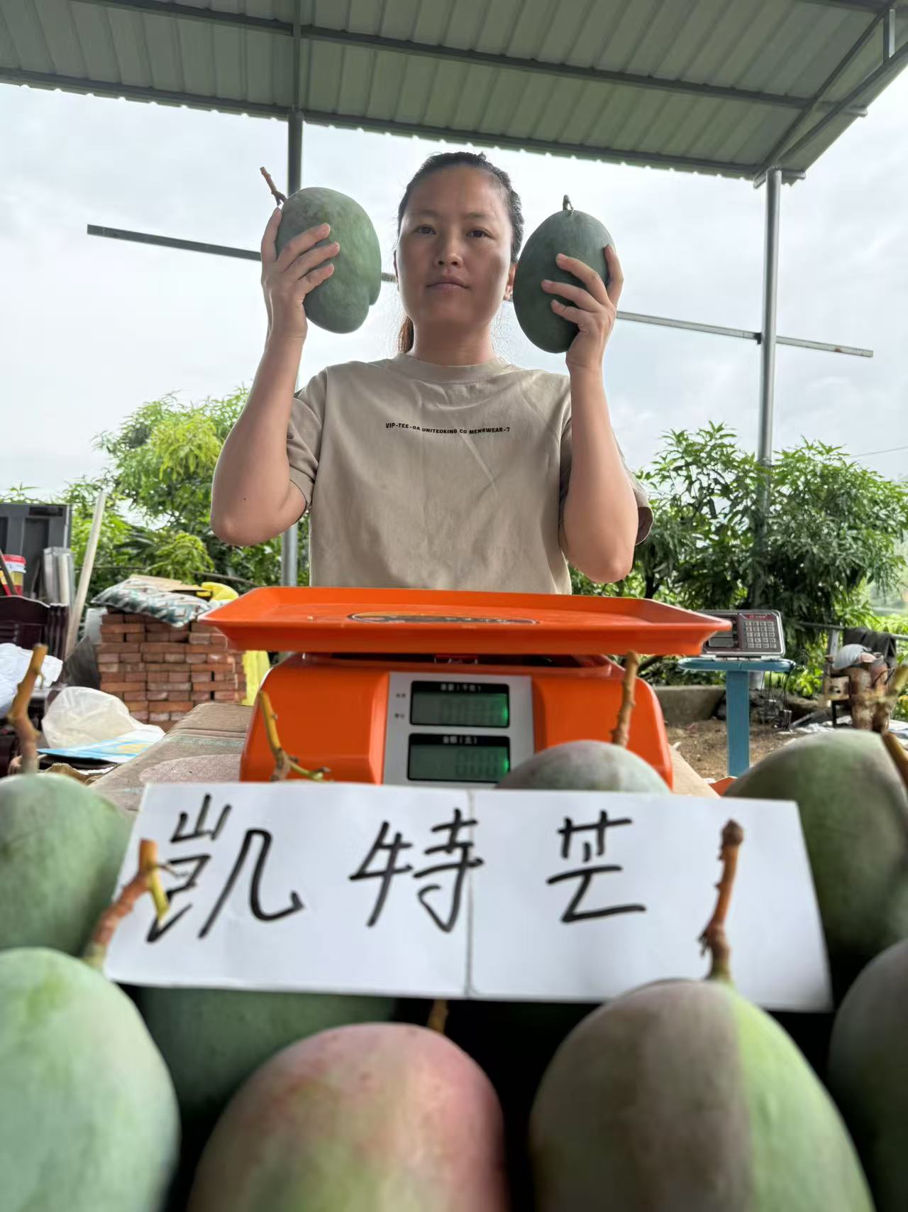 【攀枝花凯特芒果】现采新鲜攀枝花本地自家种植凯特芒果红头果