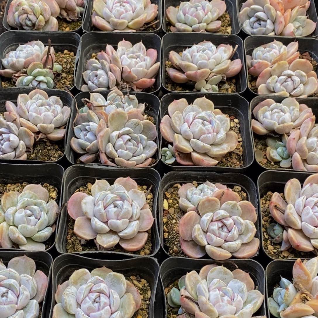 455多肉植物保护研究所所长的时候