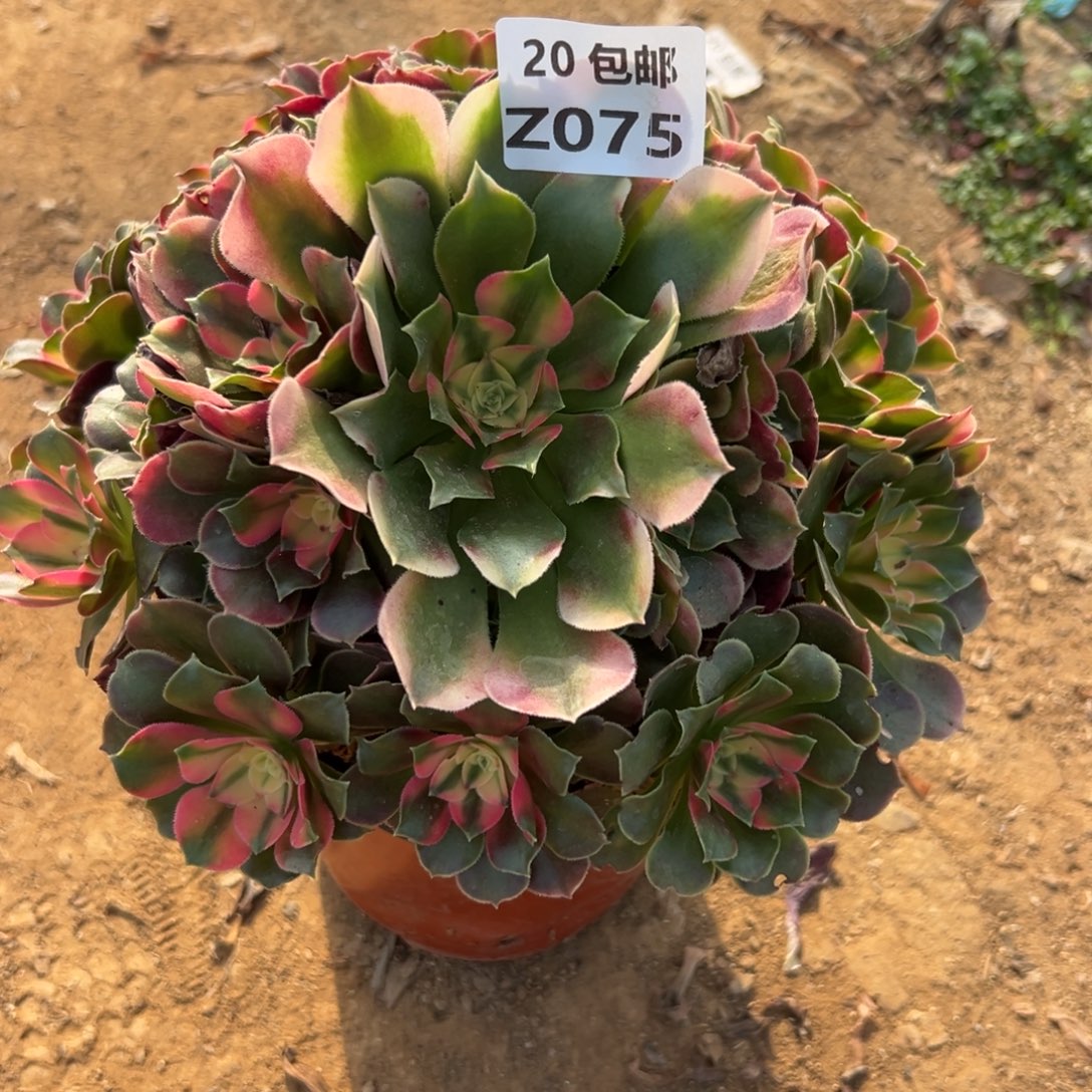 075香妃，多肉法师