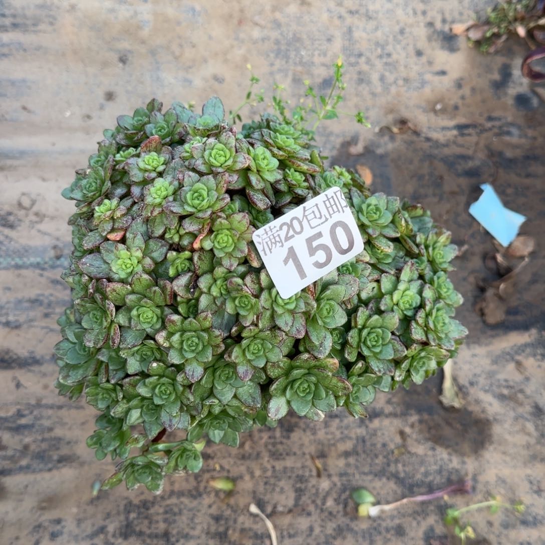 小狐狸多肉150满28包邮断枝不包