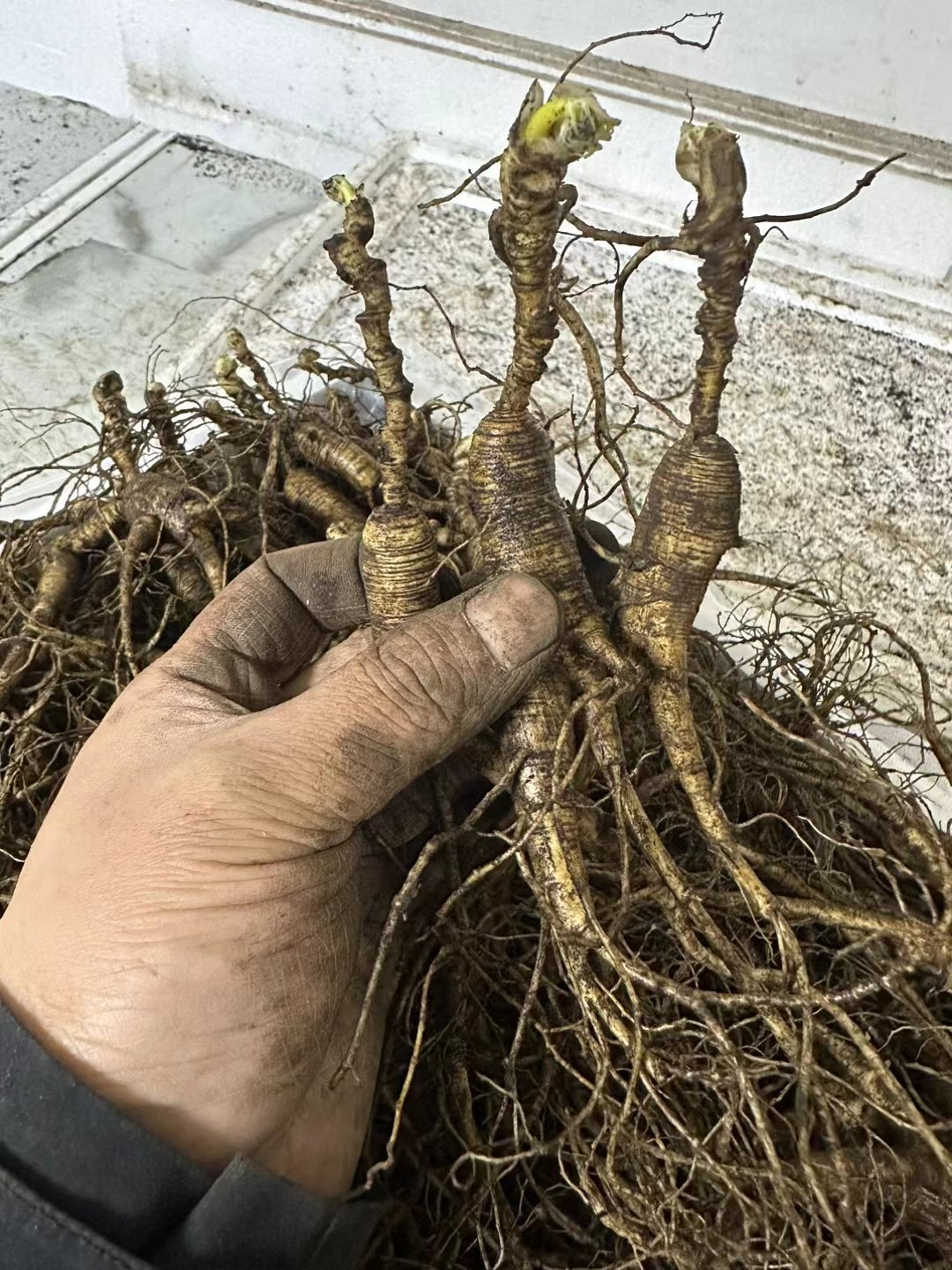 长白山林下参。16年林下参老货