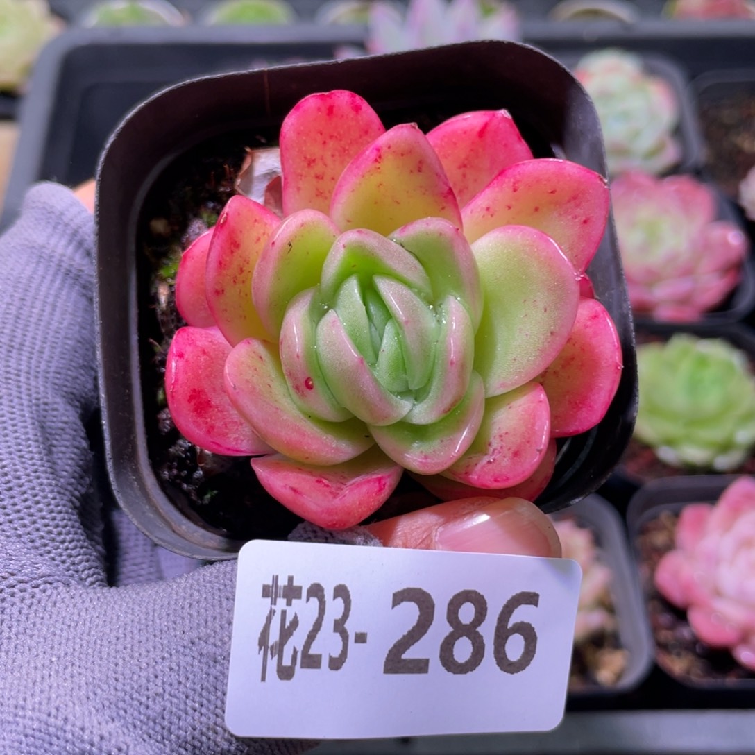 花利美23-286冰玫瑰