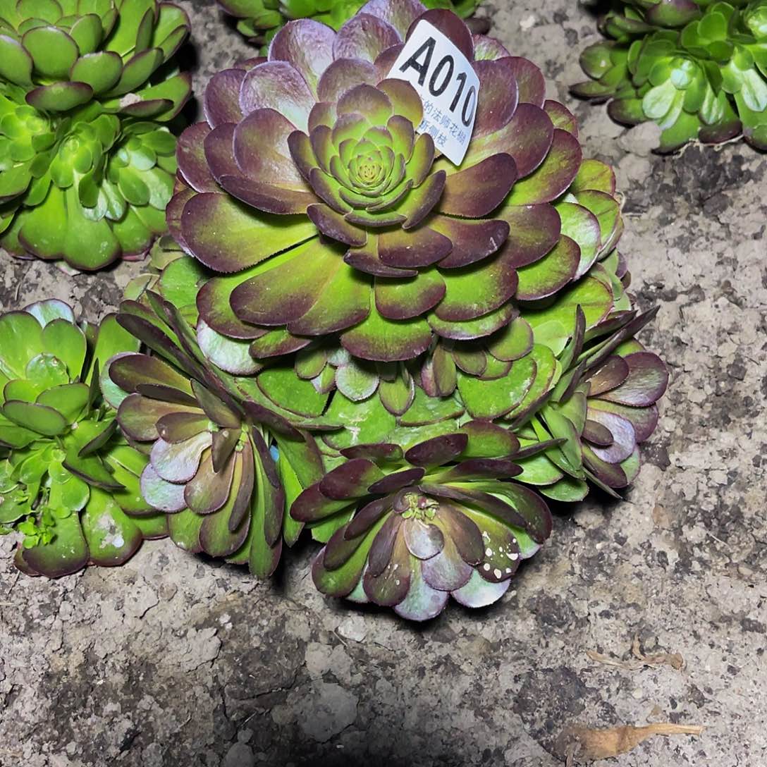 法师法师32-13包邮法师