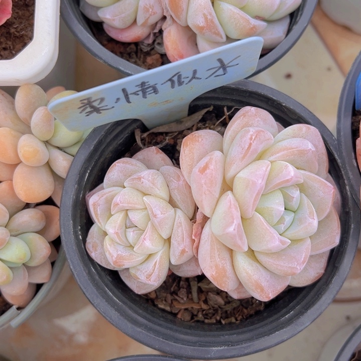 健健康康平平安安