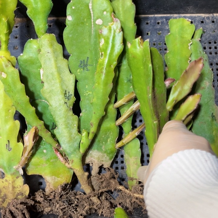 当前无花栽培后可以开花984
