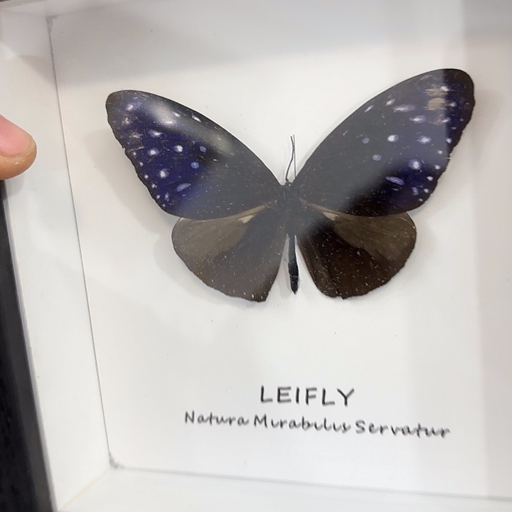 花***沙蝴蝶标本定制143@