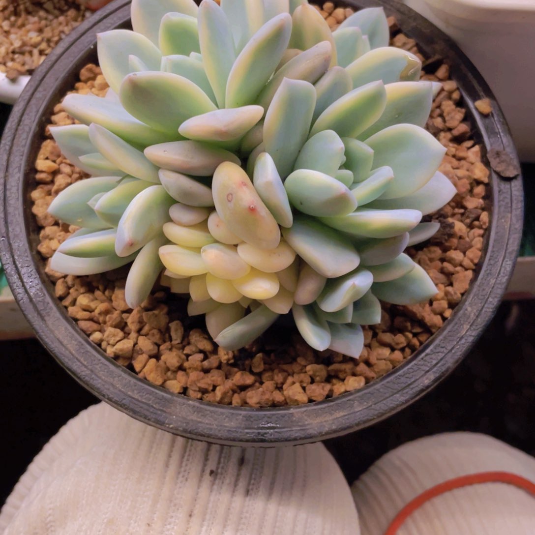 ?*姐橙梦露锦多肉植物