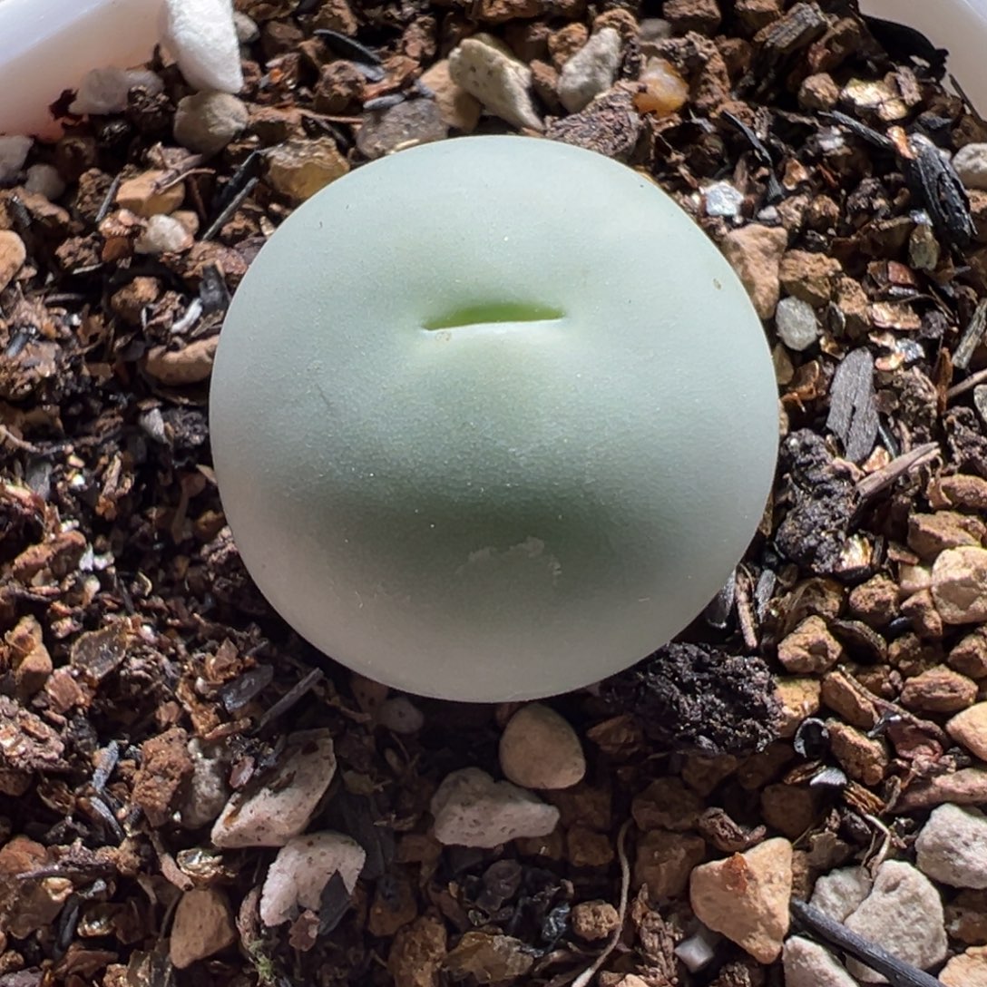 758多肉植物种类多样