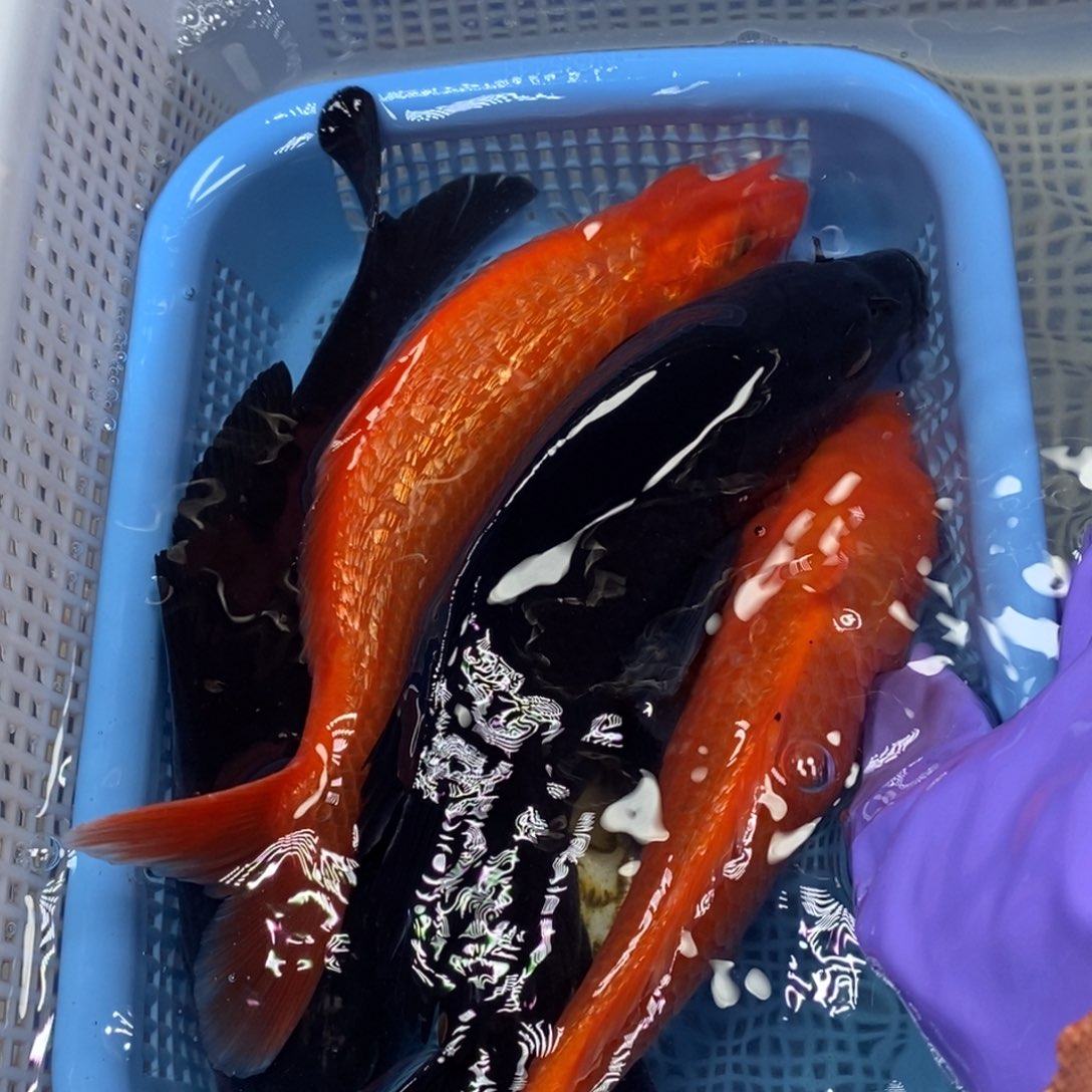 锦鲤冷水锦鲤包邮