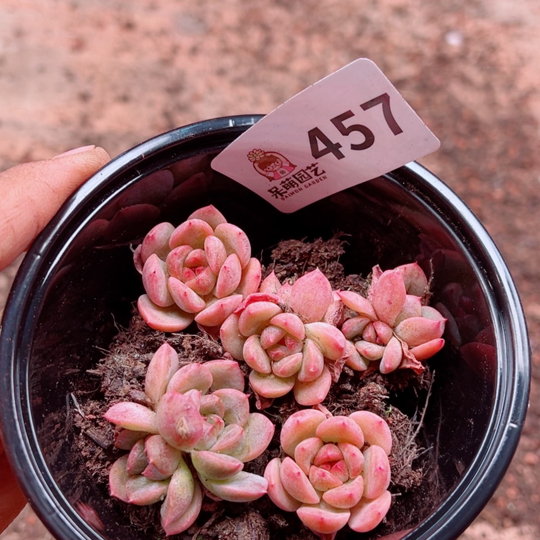 多肉植物多肉植物