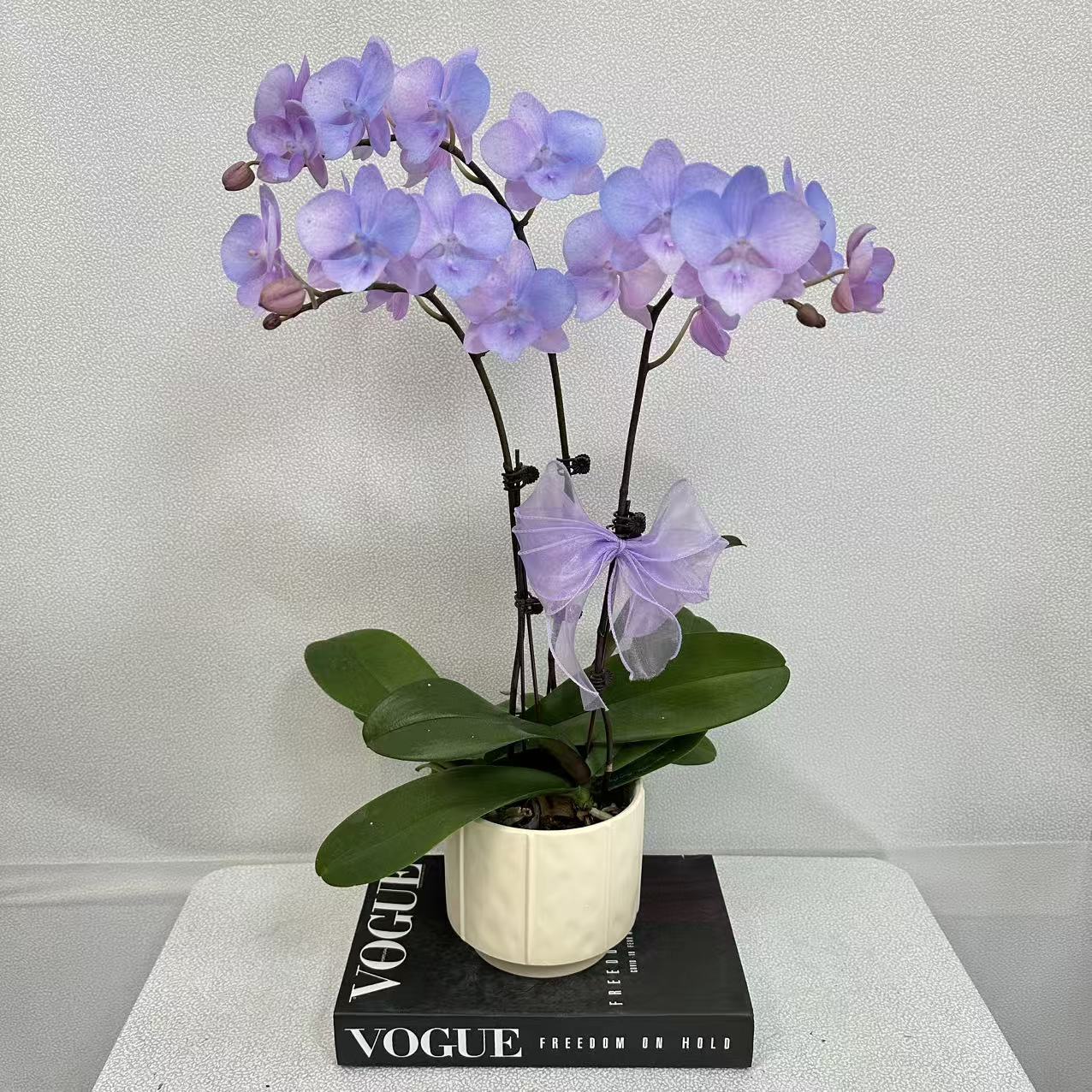蝴蝶兰《极光》蓝紫色 耐开好养 轻奢高级 艺术喷染工艺 室内花花